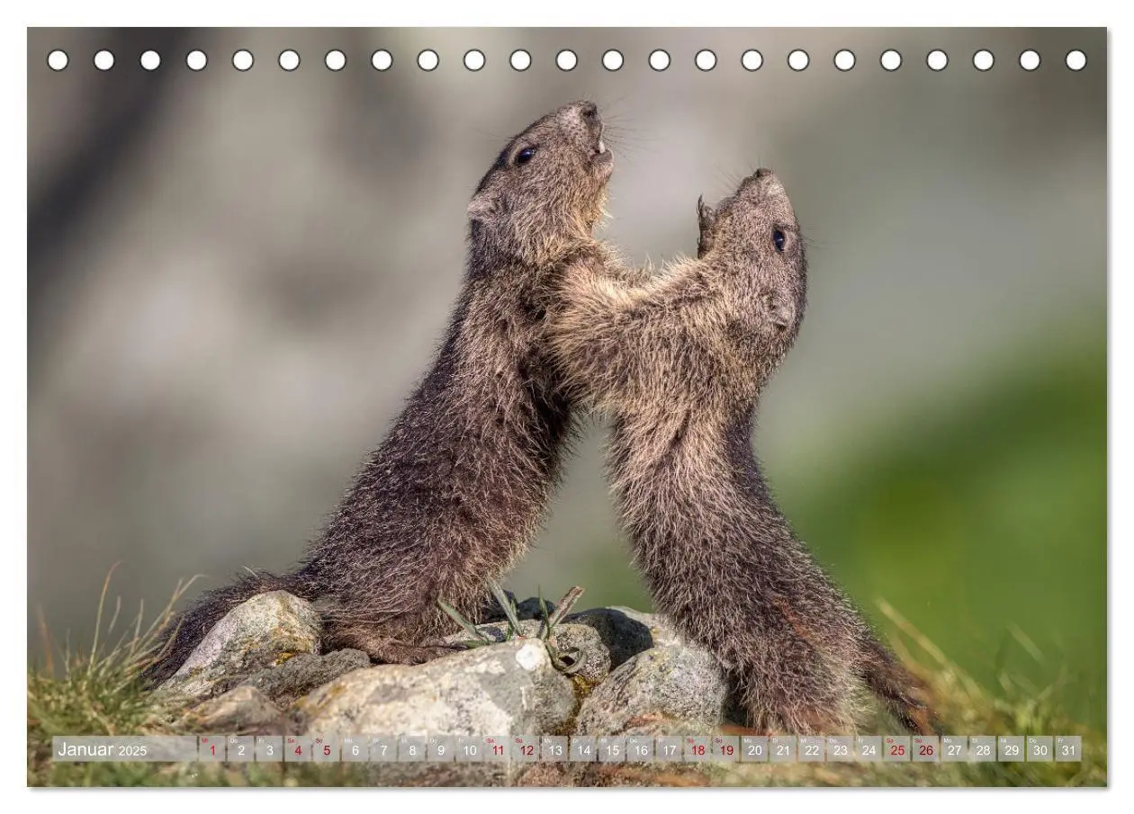 Bild: 9783457164013 | Tiere der Alpen - Murmeltier-Kinder (Tischkalender 2025 DIN A5...