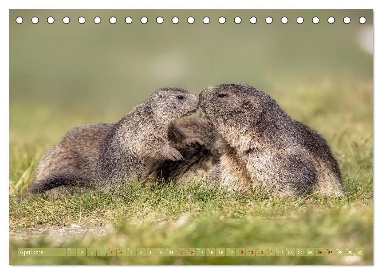 Bild: 9783457164013 | Tiere der Alpen - Murmeltier-Kinder (Tischkalender 2025 DIN A5...