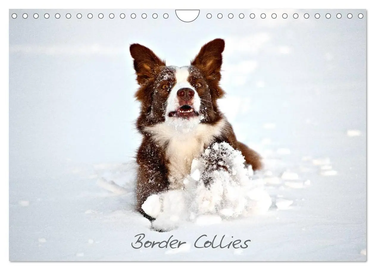 Cover: 9783516174113 | Border Collies (Wandkalender 2026 DIN A4 quer), CALVENDO...