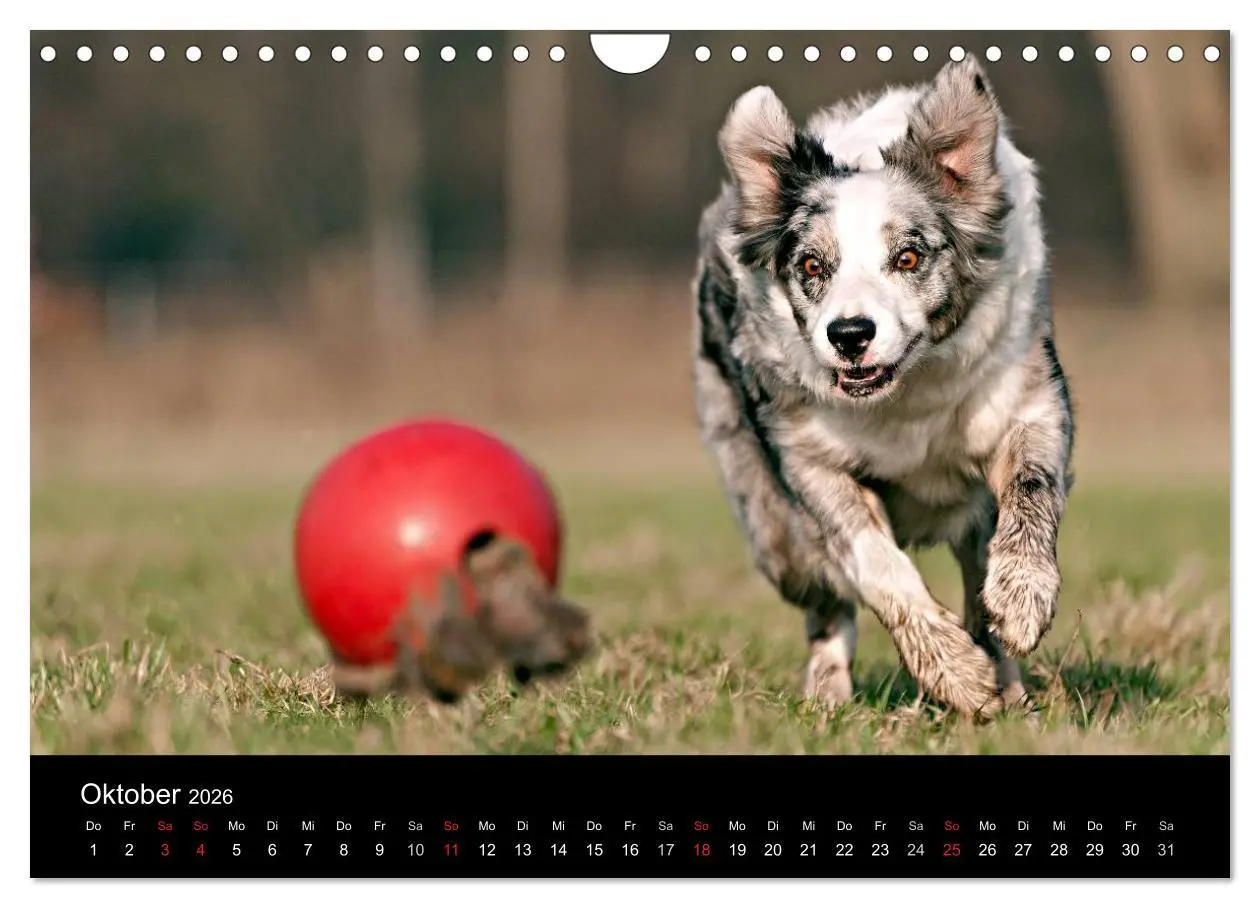 Bild: 9783516174113 | Border Collies (Wandkalender 2026 DIN A4 quer), CALVENDO...