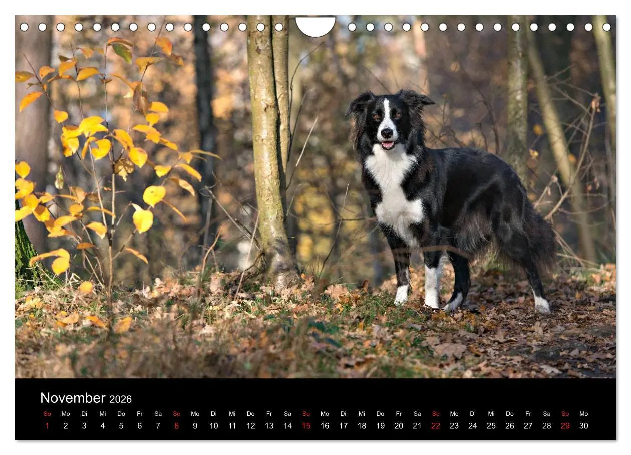 Bild: 9783516174113 | Border Collies (Wandkalender 2026 DIN A4 quer), CALVENDO...
