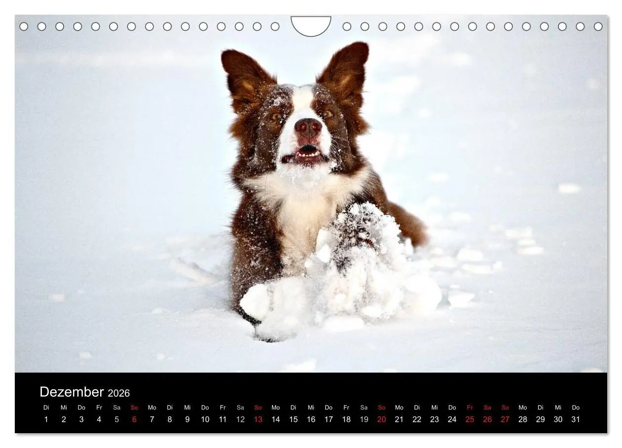 Bild: 9783516174113 | Border Collies (Wandkalender 2026 DIN A4 quer), CALVENDO...
