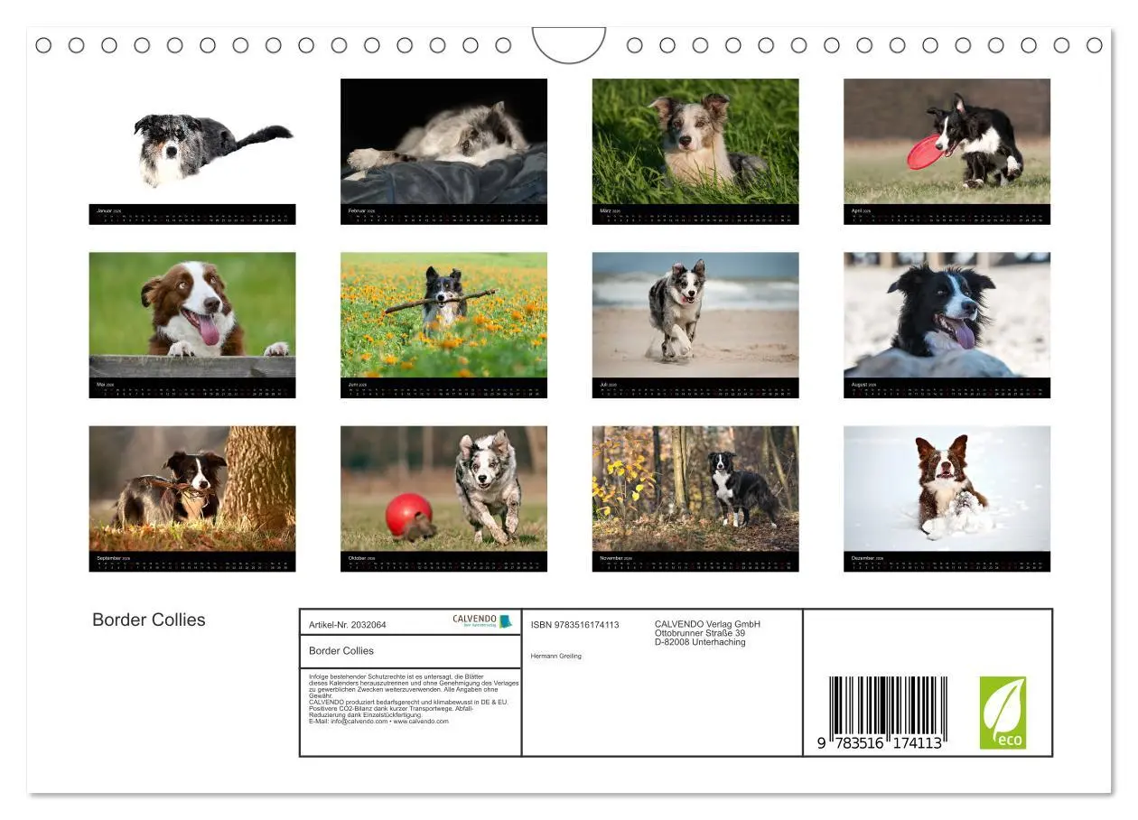 Bild: 9783516174113 | Border Collies (Wandkalender 2026 DIN A4 quer), CALVENDO...
