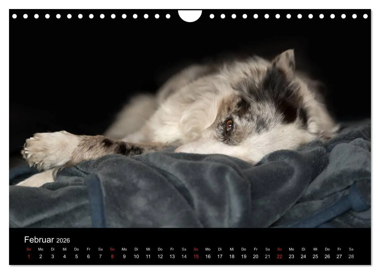Bild: 9783516174113 | Border Collies (Wandkalender 2026 DIN A4 quer), CALVENDO...