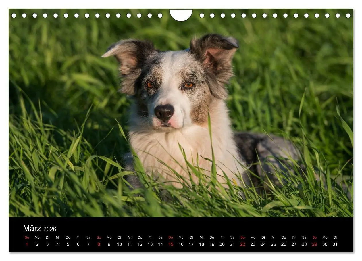 Bild: 9783516174113 | Border Collies (Wandkalender 2026 DIN A4 quer), CALVENDO...