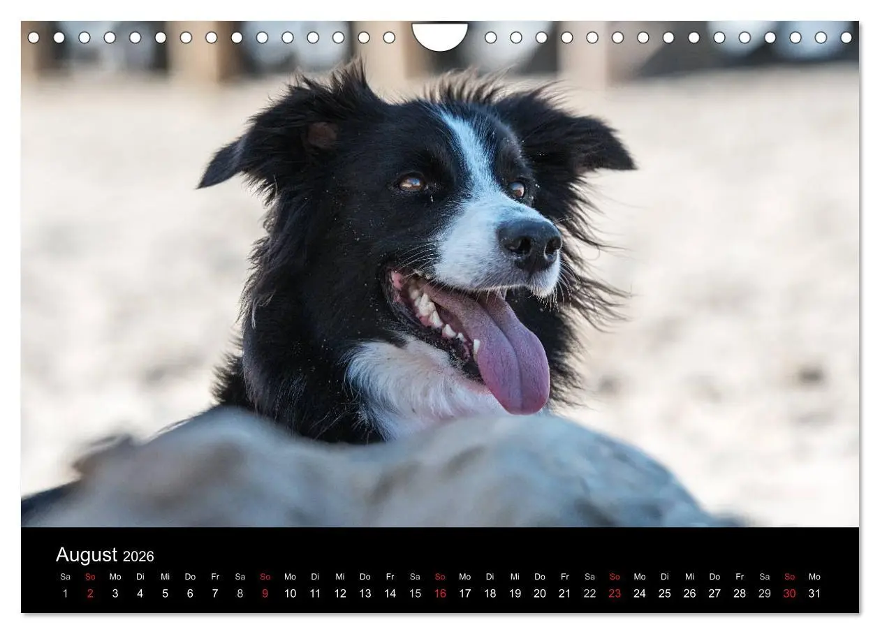 Bild: 9783516174113 | Border Collies (Wandkalender 2026 DIN A4 quer), CALVENDO...