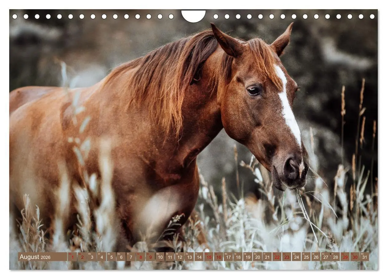 Bild: 9783457764213 | Seelenglück Kalender - Pferde - Charakter, Stärke, Weisheit...