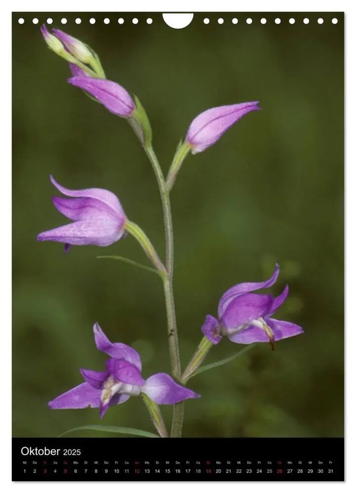Bild: 9783457064313 | Wildwachsende Orchideen in Deutschland (Wandkalender 2025 DIN A4...