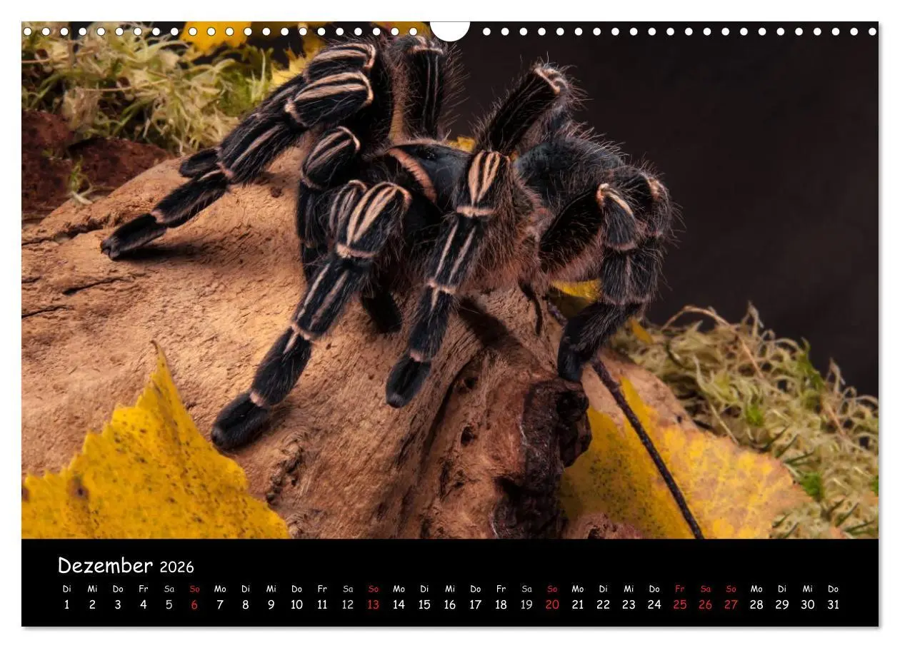 Bild: 9783457994313 | Mystische Vogelspinnen (Wandkalender 2026 DIN A3 quer), CALVENDO...