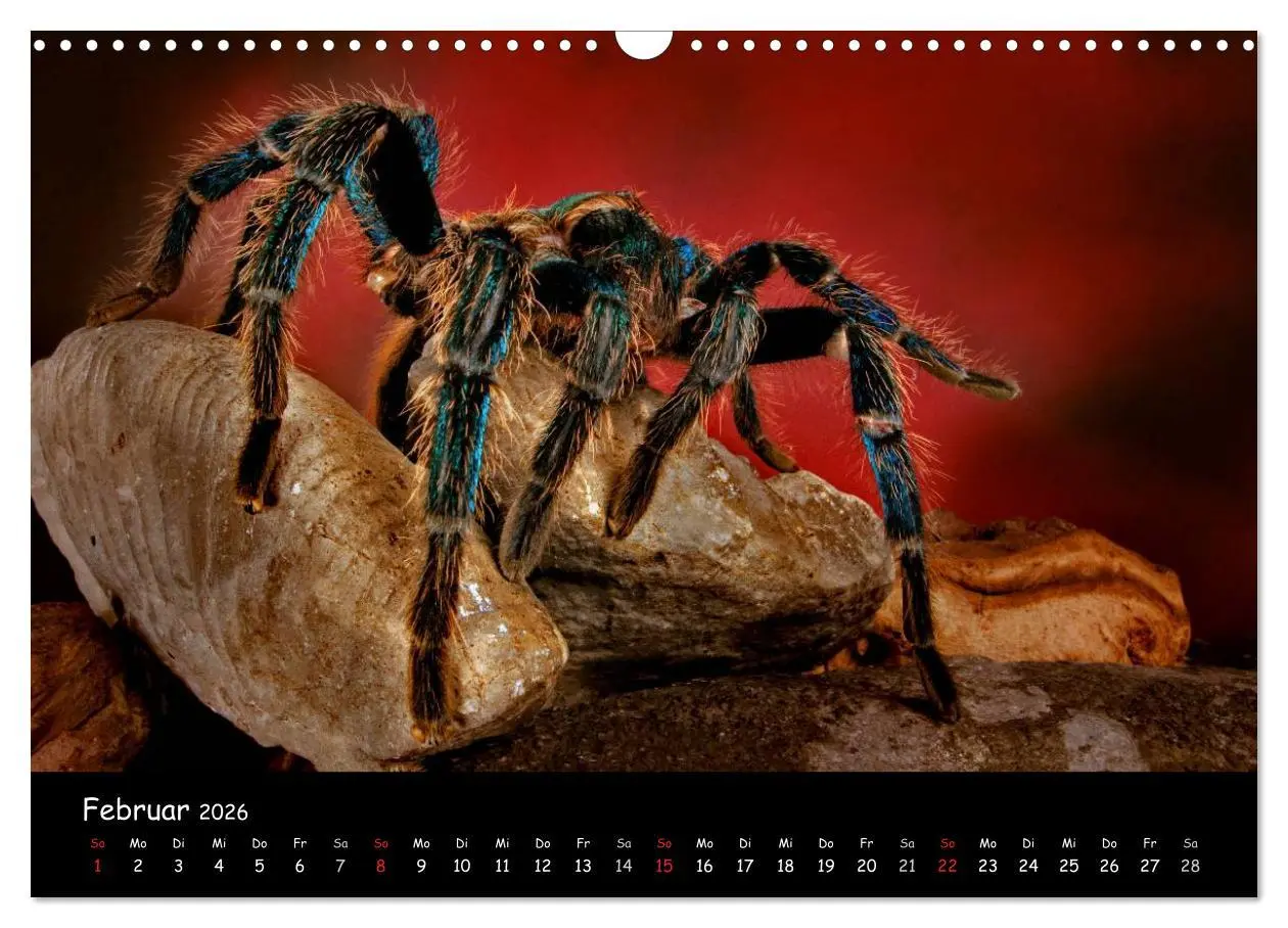 Bild: 9783457994313 | Mystische Vogelspinnen (Wandkalender 2026 DIN A3 quer), CALVENDO...