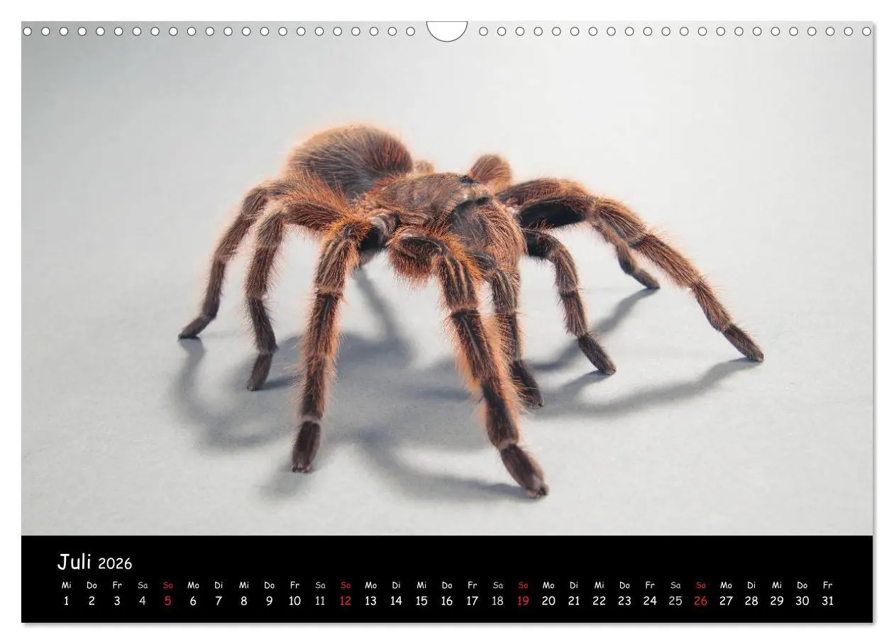 Bild: 9783457994313 | Mystische Vogelspinnen (Wandkalender 2026 DIN A3 quer), CALVENDO...