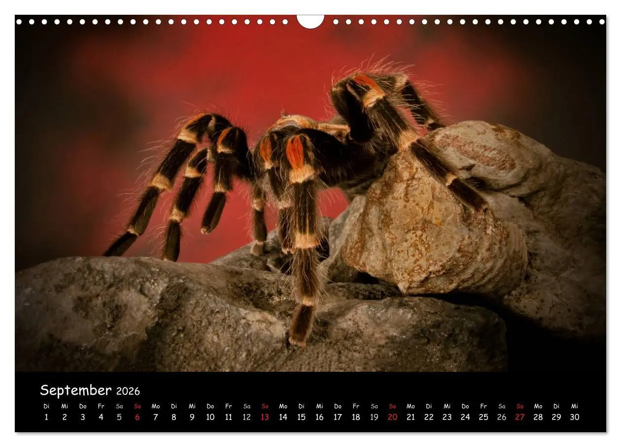 Bild: 9783457994313 | Mystische Vogelspinnen (Wandkalender 2026 DIN A3 quer), CALVENDO...