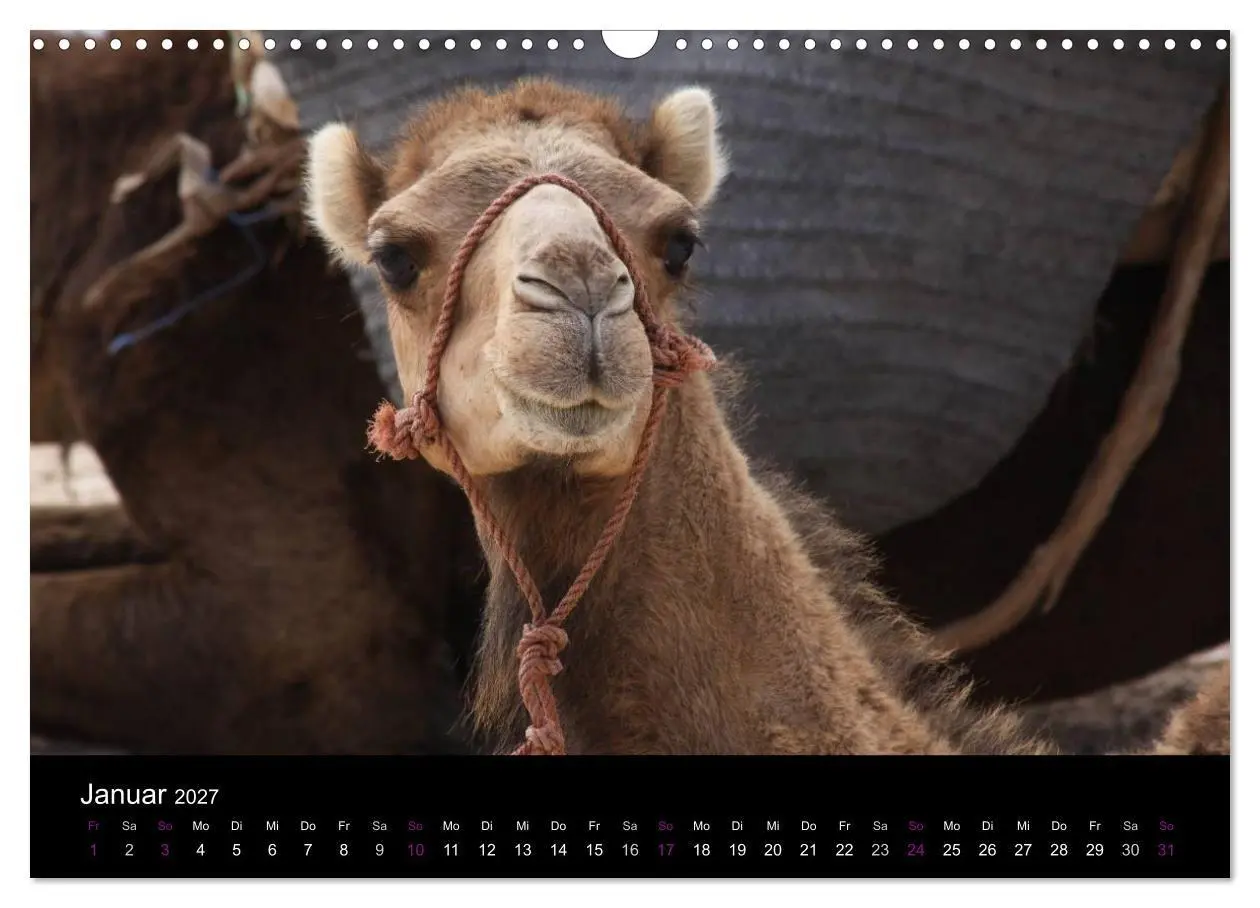 Bild: 9783594124413 | Kamele 2027 - Unterwegs mit zottigen Wüstenschiffen (Wandkalender...