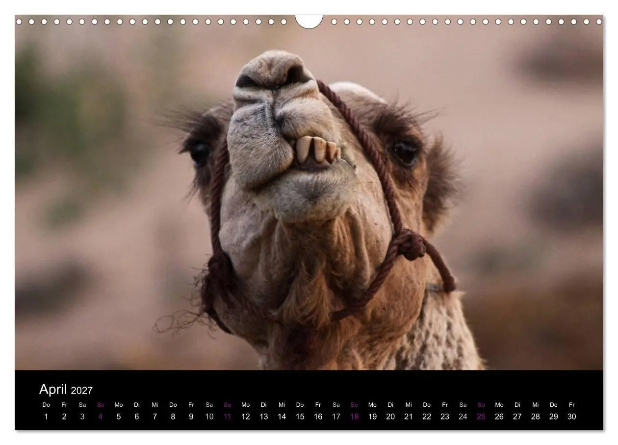 Bild: 9783594124413 | Kamele 2027 - Unterwegs mit zottigen Wüstenschiffen (Wandkalender...