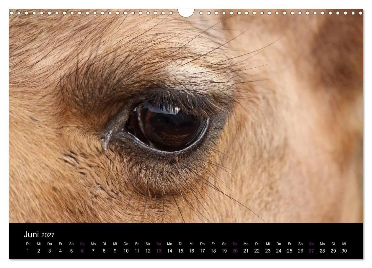 Bild: 9783594124413 | Kamele 2027 - Unterwegs mit zottigen Wüstenschiffen (Wandkalender...