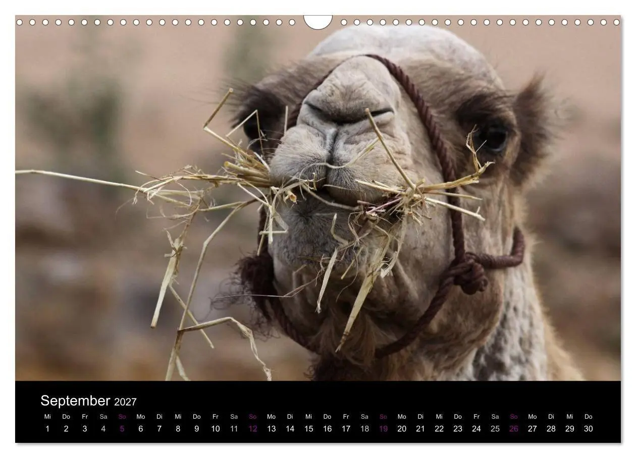 Bild: 9783594124413 | Kamele 2027 - Unterwegs mit zottigen Wüstenschiffen (Wandkalender...