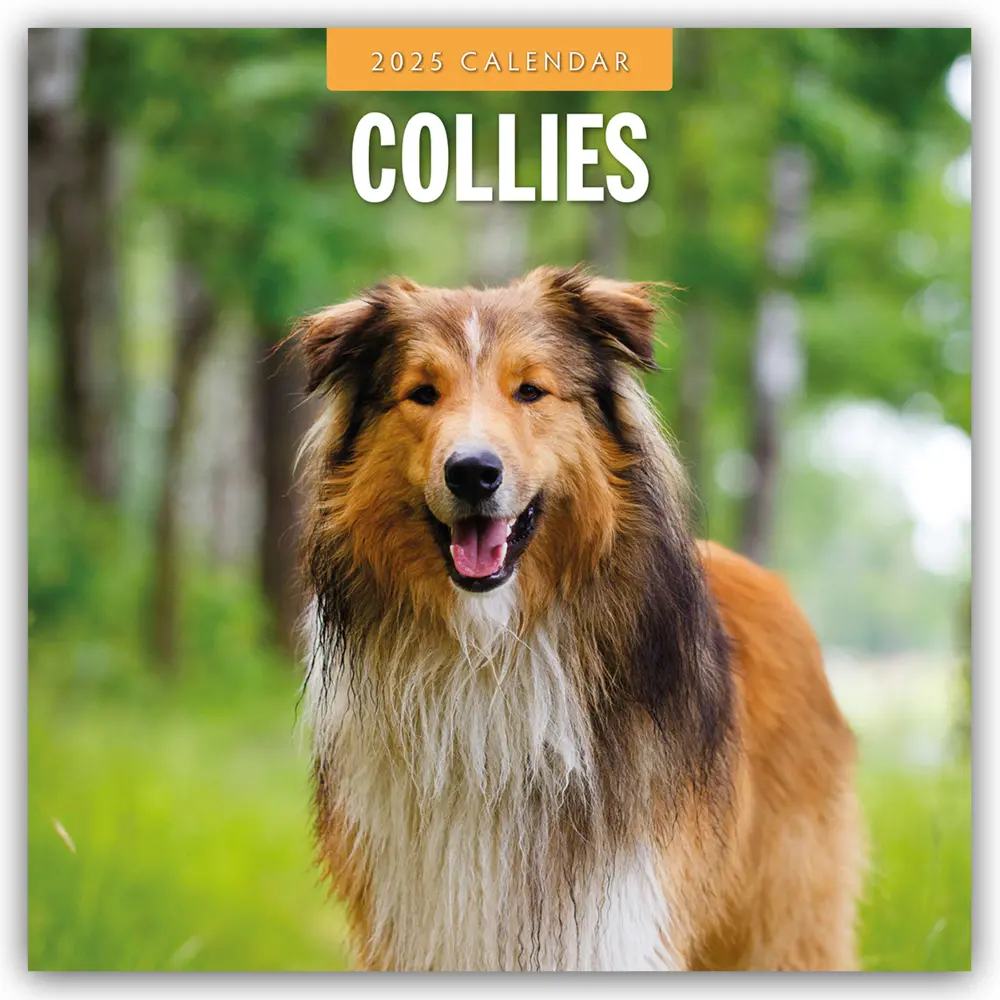 Cover: 9781804424513 | Collies - Collie 2025 - 16-Monatskalender | Red Robin Publishing Ltd