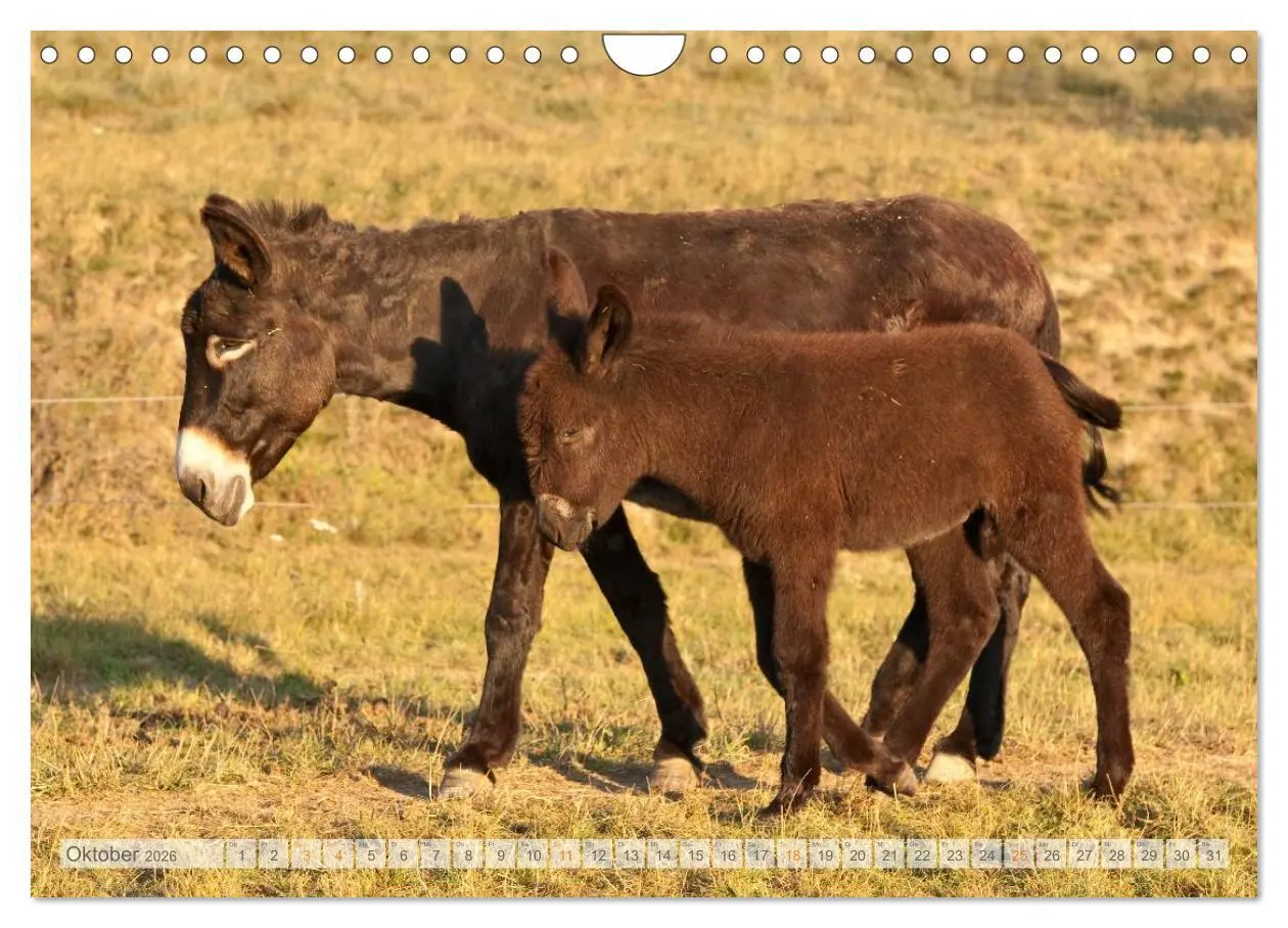 Bild: 9783516054613 | Zauberhafte Esel (Wandkalender 2026 DIN A4 quer), CALVENDO...