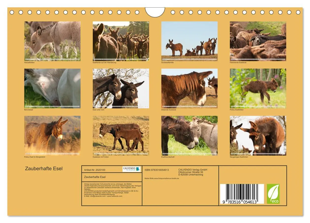 Bild: 9783516054613 | Zauberhafte Esel (Wandkalender 2026 DIN A4 quer), CALVENDO...