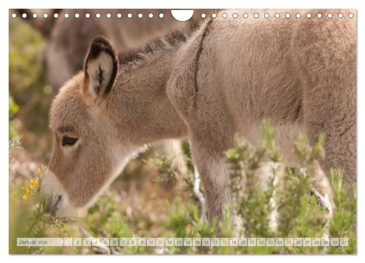 Bild: 9783516054613 | Zauberhafte Esel (Wandkalender 2026 DIN A4 quer), CALVENDO...