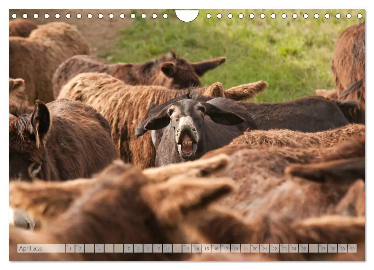 Bild: 9783516054613 | Zauberhafte Esel (Wandkalender 2026 DIN A4 quer), CALVENDO...