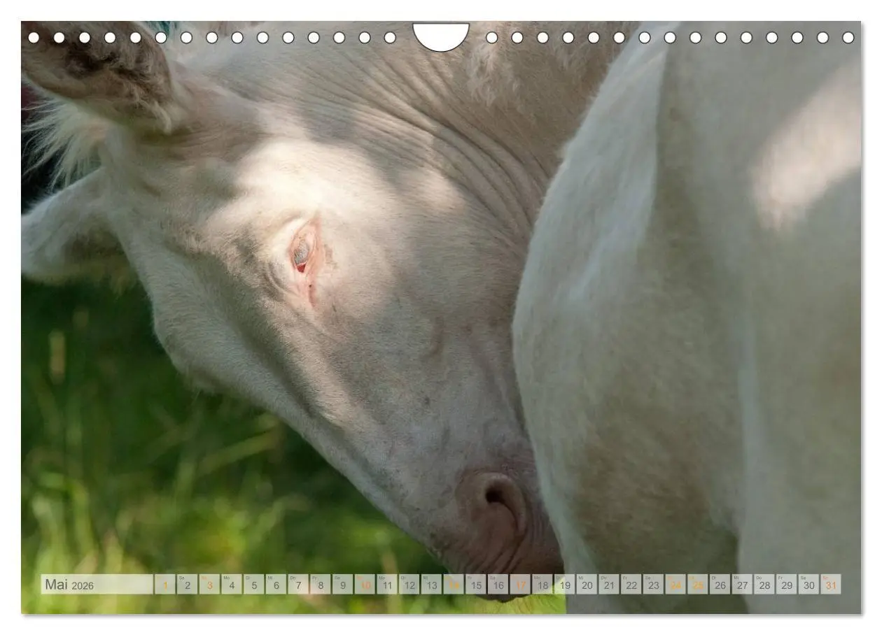 Bild: 9783516054613 | Zauberhafte Esel (Wandkalender 2026 DIN A4 quer), CALVENDO...
