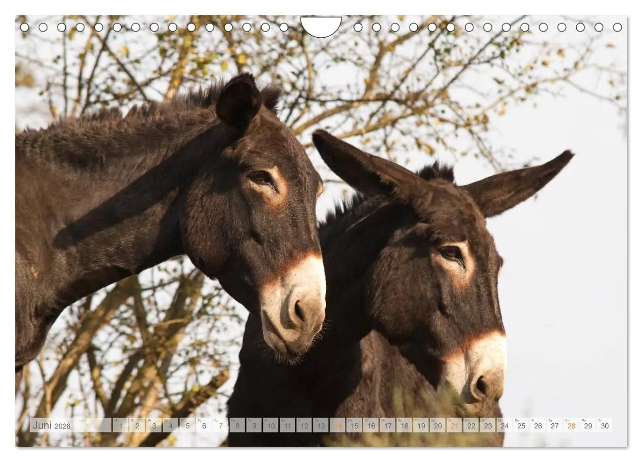 Bild: 9783516054613 | Zauberhafte Esel (Wandkalender 2026 DIN A4 quer), CALVENDO...