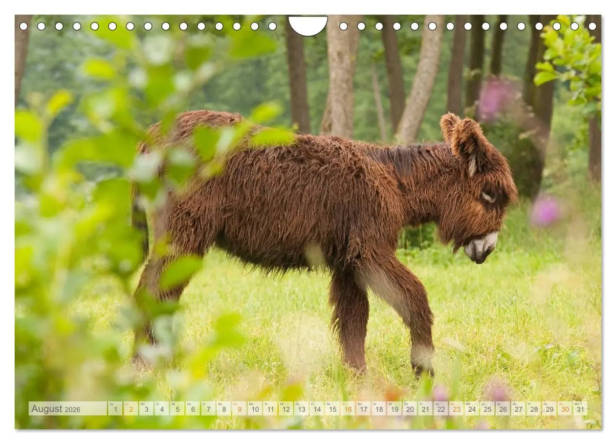 Bild: 9783516054613 | Zauberhafte Esel (Wandkalender 2026 DIN A4 quer), CALVENDO...