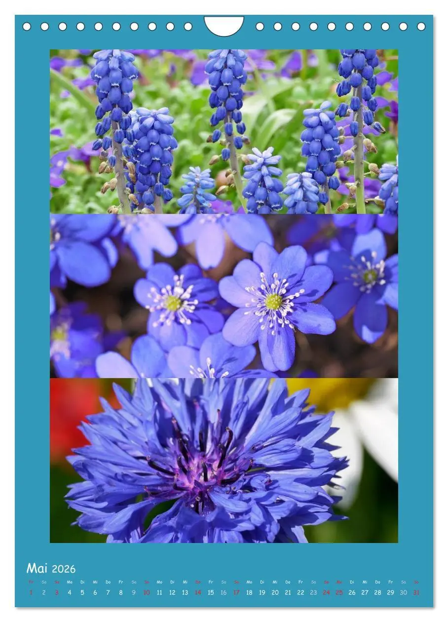 Bild: 9783516434613 | Natur im Farbenrausch (Wandkalender 2026 DIN A4 hoch), CALVENDO...