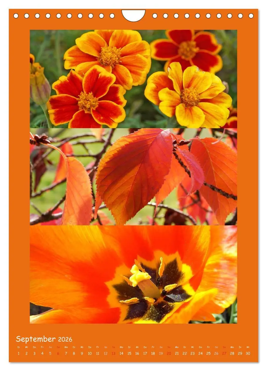 Bild: 9783516434613 | Natur im Farbenrausch (Wandkalender 2026 DIN A4 hoch), CALVENDO...