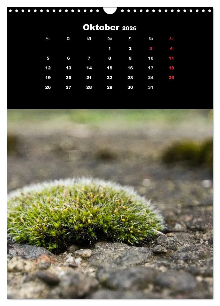 Bild: 9783516424713 | Die Welt der Moose. Ein Blick nach unten (Wandkalender 2026 DIN A3...