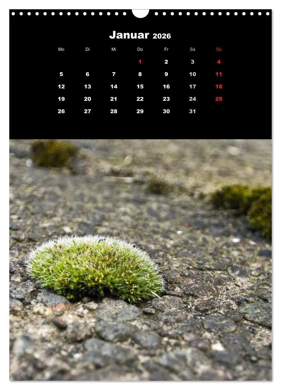 Bild: 9783516424713 | Die Welt der Moose. Ein Blick nach unten (Wandkalender 2026 DIN A3...