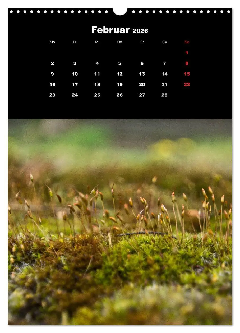 Bild: 9783516424713 | Die Welt der Moose. Ein Blick nach unten (Wandkalender 2026 DIN A3...