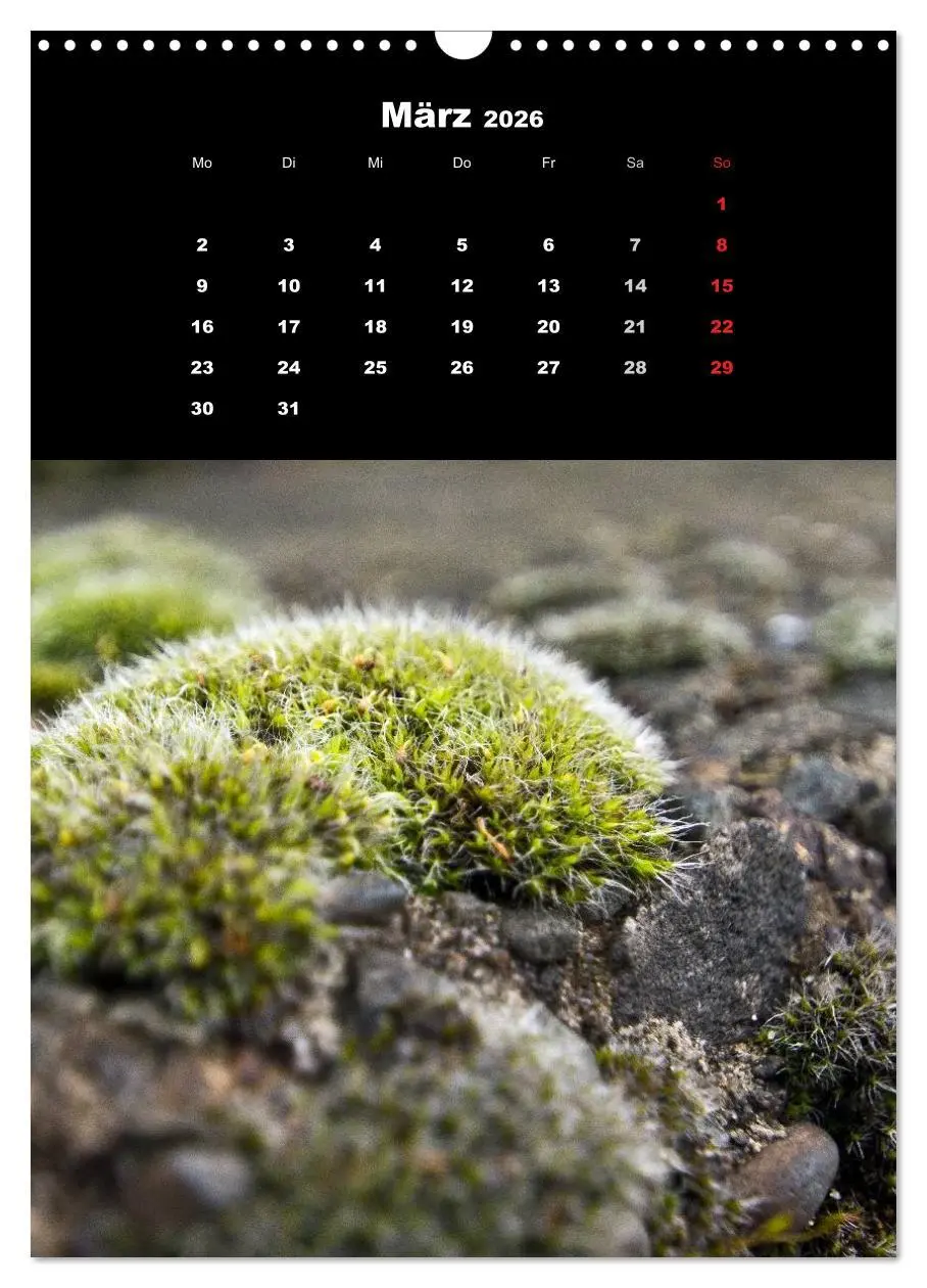 Bild: 9783516424713 | Die Welt der Moose. Ein Blick nach unten (Wandkalender 2026 DIN A3...