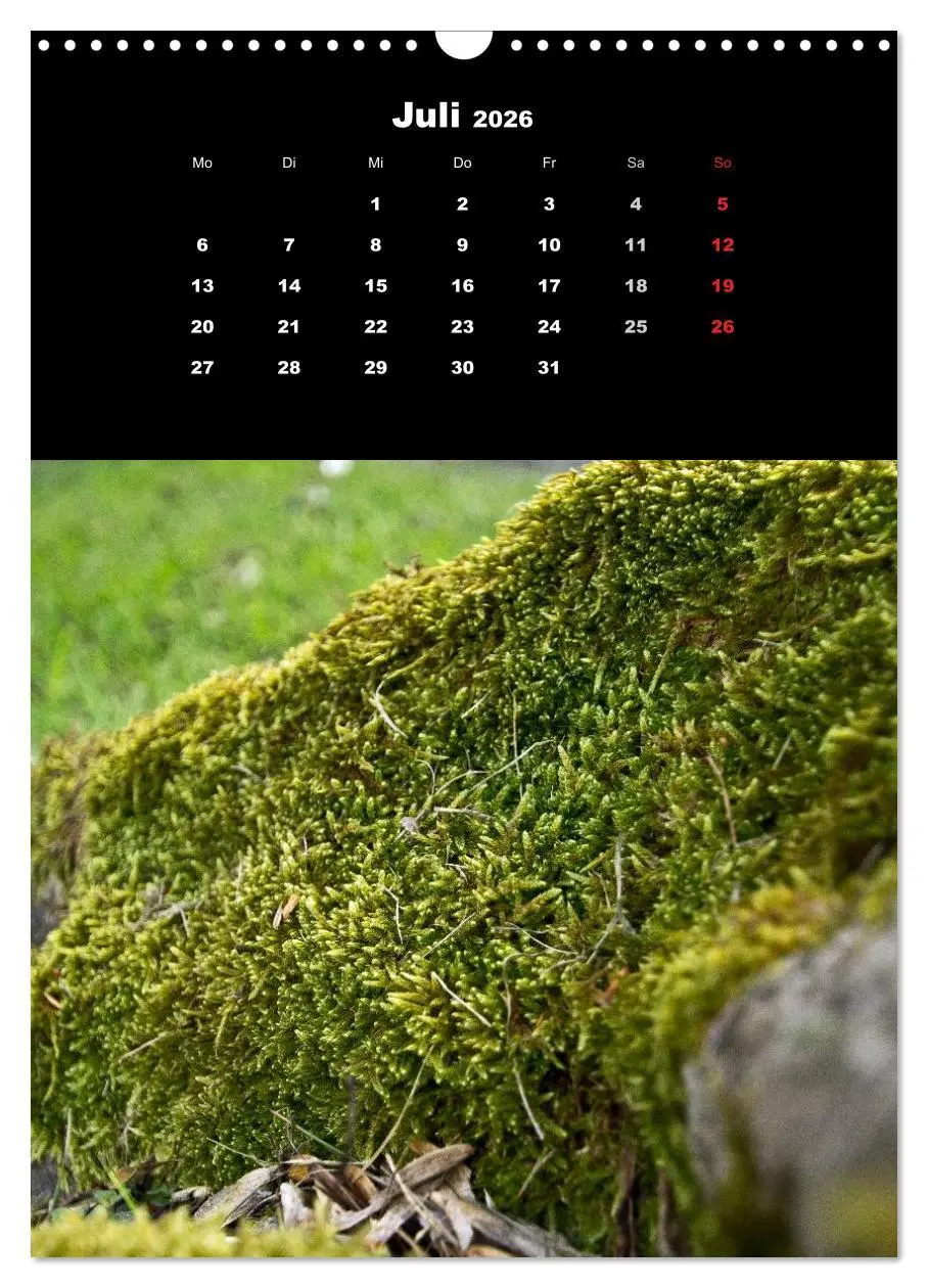 Bild: 9783516424713 | Die Welt der Moose. Ein Blick nach unten (Wandkalender 2026 DIN A3...