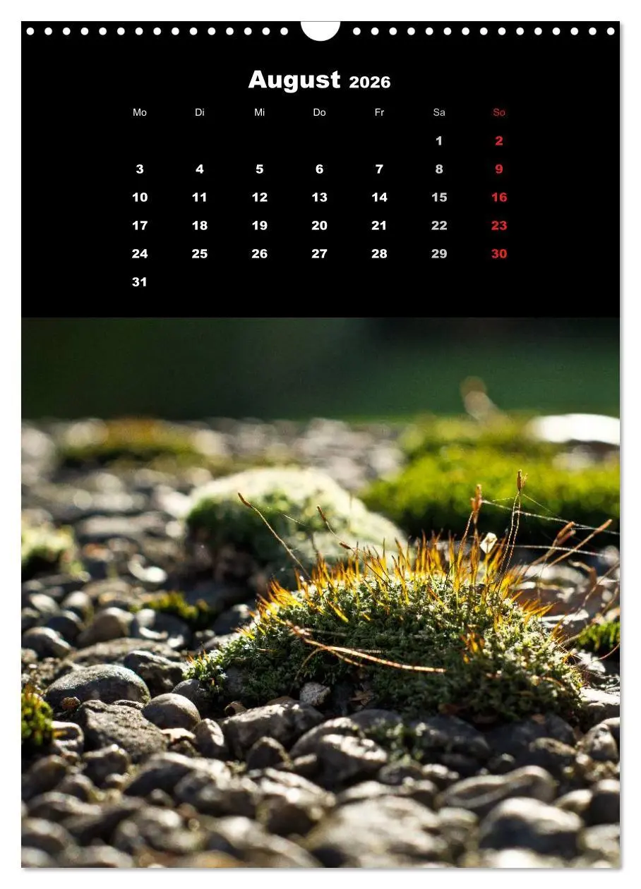 Bild: 9783516424713 | Die Welt der Moose. Ein Blick nach unten (Wandkalender 2026 DIN A3...