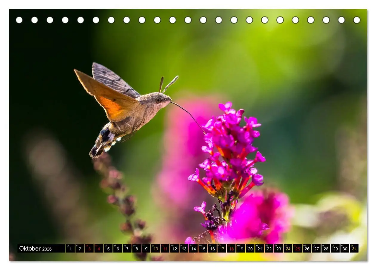 Bild: 9783457554913 | Magie Heimische Natur (Tischkalender 2026 DIN A5 quer), CALVENDO...