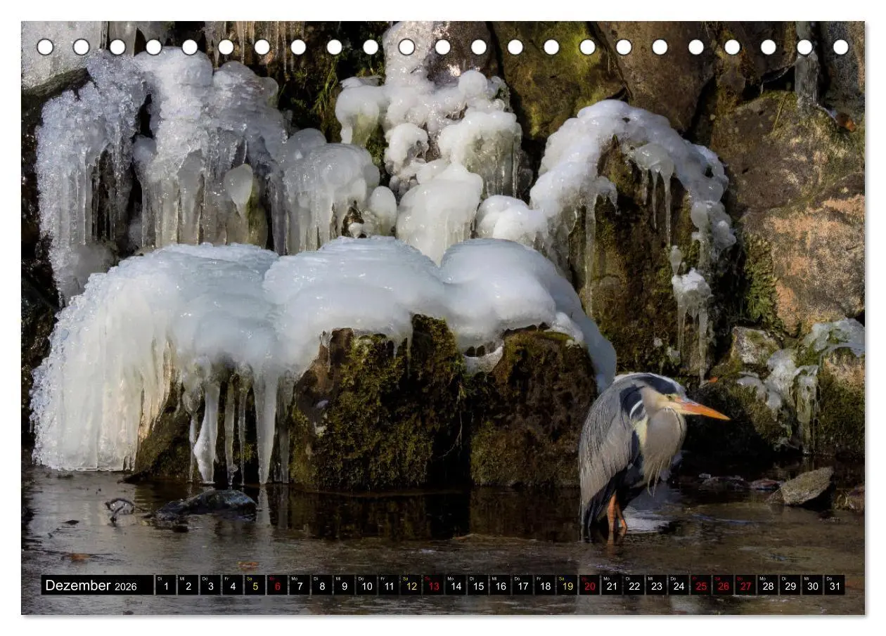 Bild: 9783457554913 | Magie Heimische Natur (Tischkalender 2026 DIN A5 quer), CALVENDO...