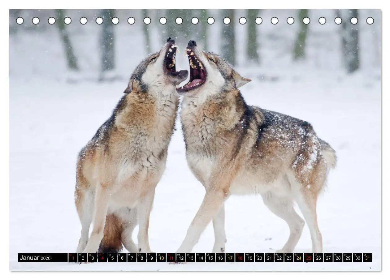 Bild: 9783457554913 | Magie Heimische Natur (Tischkalender 2026 DIN A5 quer), CALVENDO...