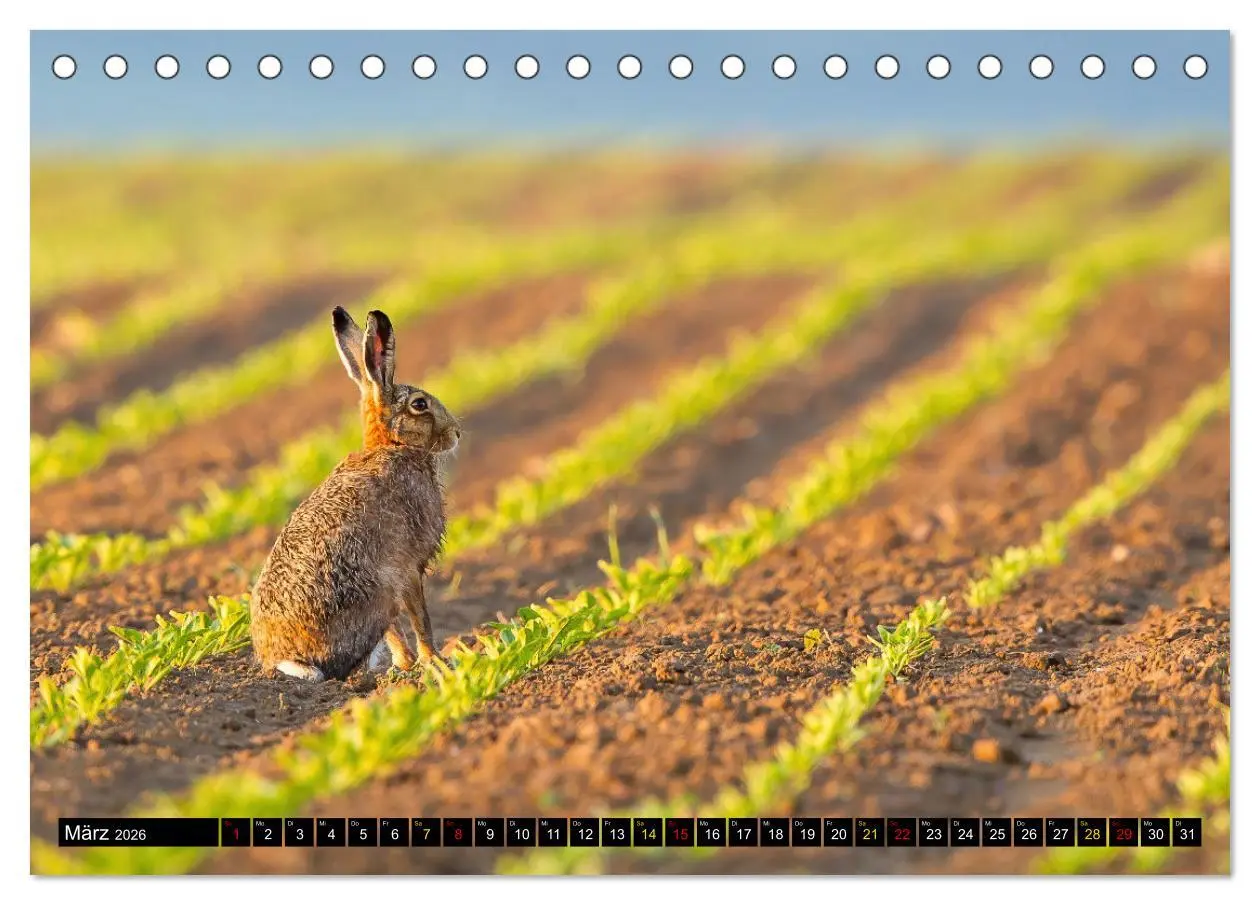 Bild: 9783457554913 | Magie Heimische Natur (Tischkalender 2026 DIN A5 quer), CALVENDO...