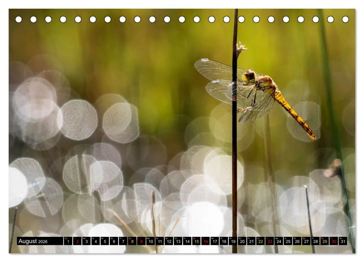 Bild: 9783457554913 | Magie Heimische Natur (Tischkalender 2026 DIN A5 quer), CALVENDO...