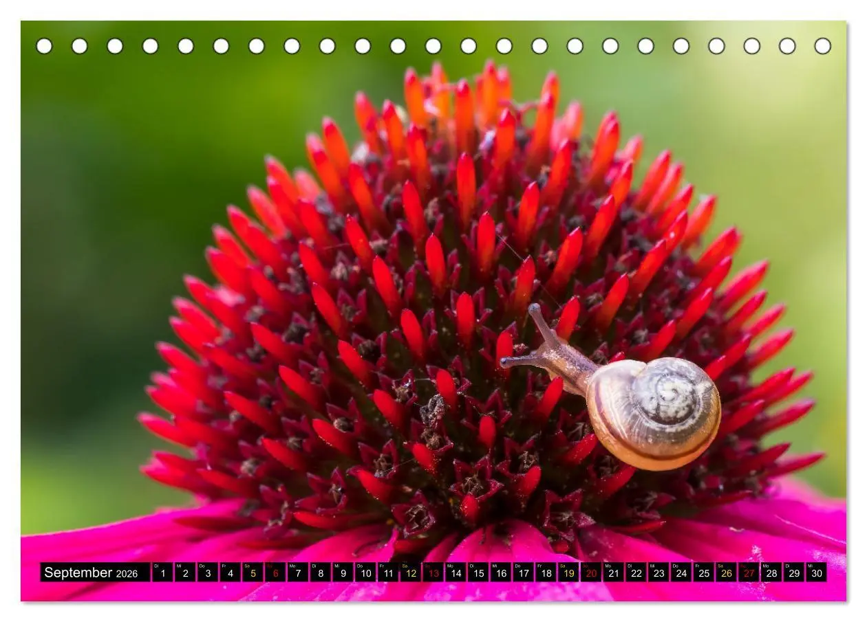 Bild: 9783457554913 | Magie Heimische Natur (Tischkalender 2026 DIN A5 quer), CALVENDO...