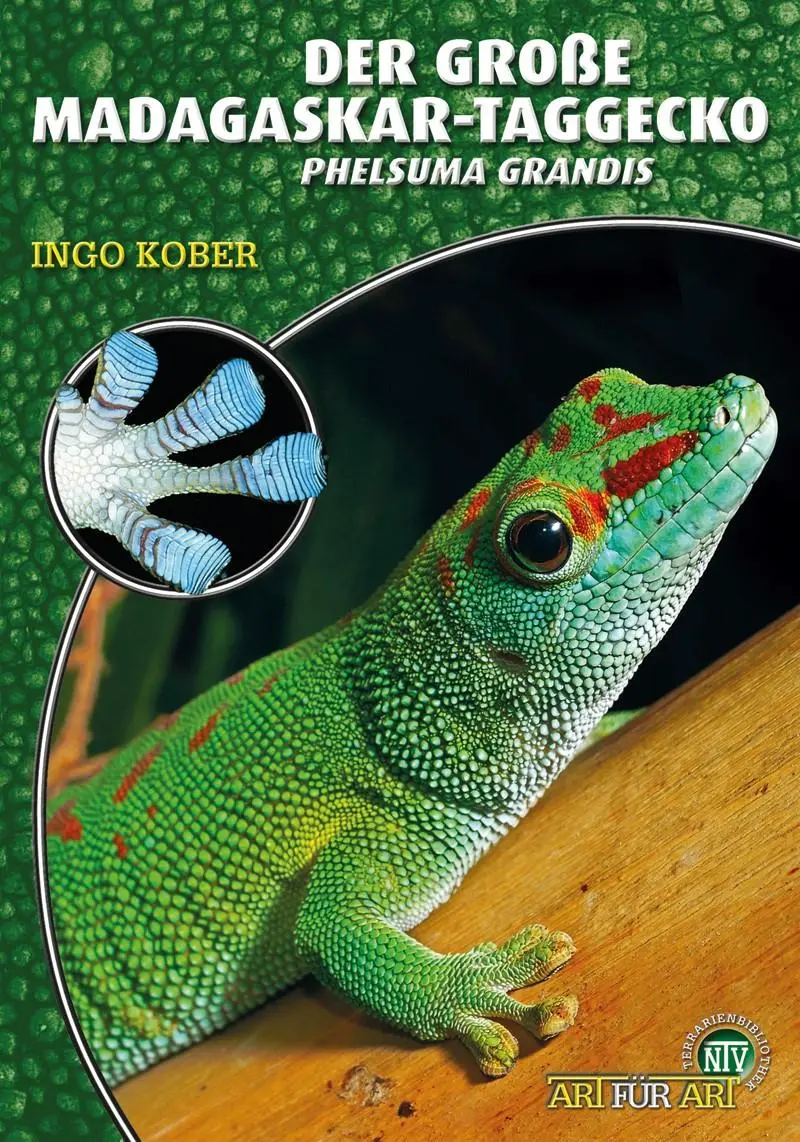Cover: 9783866594913 | Der Große Madagaskar-Taggecko | Phelsuma grandis | Ingo Kober | Buch