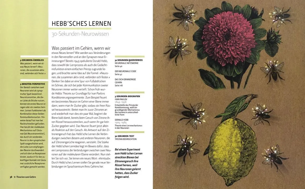 Bild: 9789089984913 | Das Gehirn in 30 Sekunden | Anil Seth | Buch | 160 S. | Deutsch | 2015