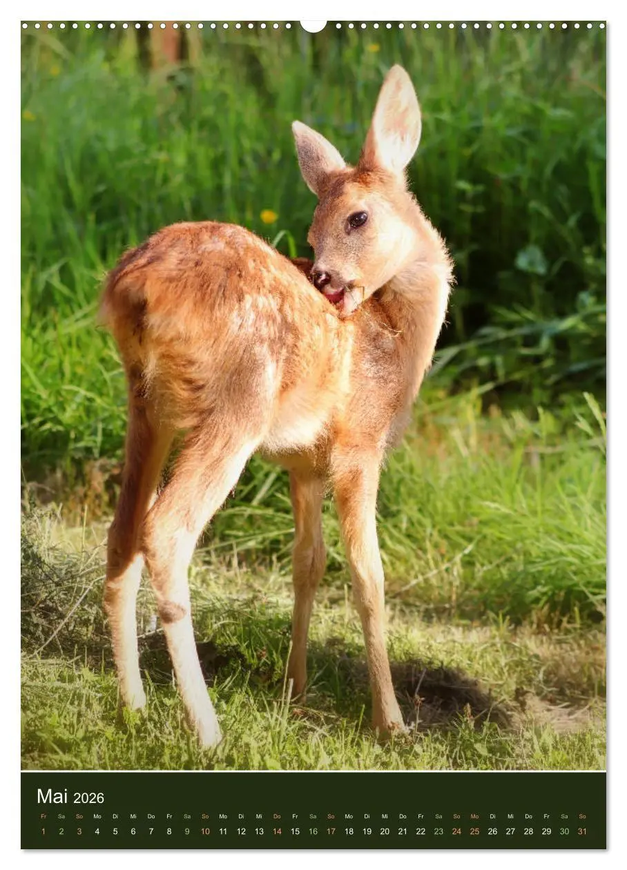 Bild: 9783516385113 | Das Rehkitz, ein zauberhaftes Geschöpf mit großen, braunen Augen...