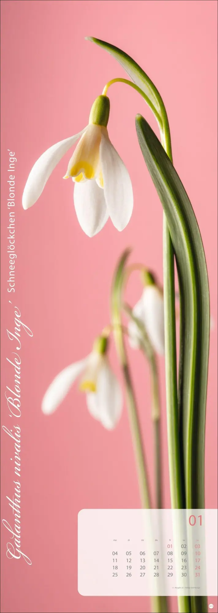 Bild: 9783756415113 | Magic Flowers Vertical Kalender 2027 | Sibylle Pietrek | Kalender