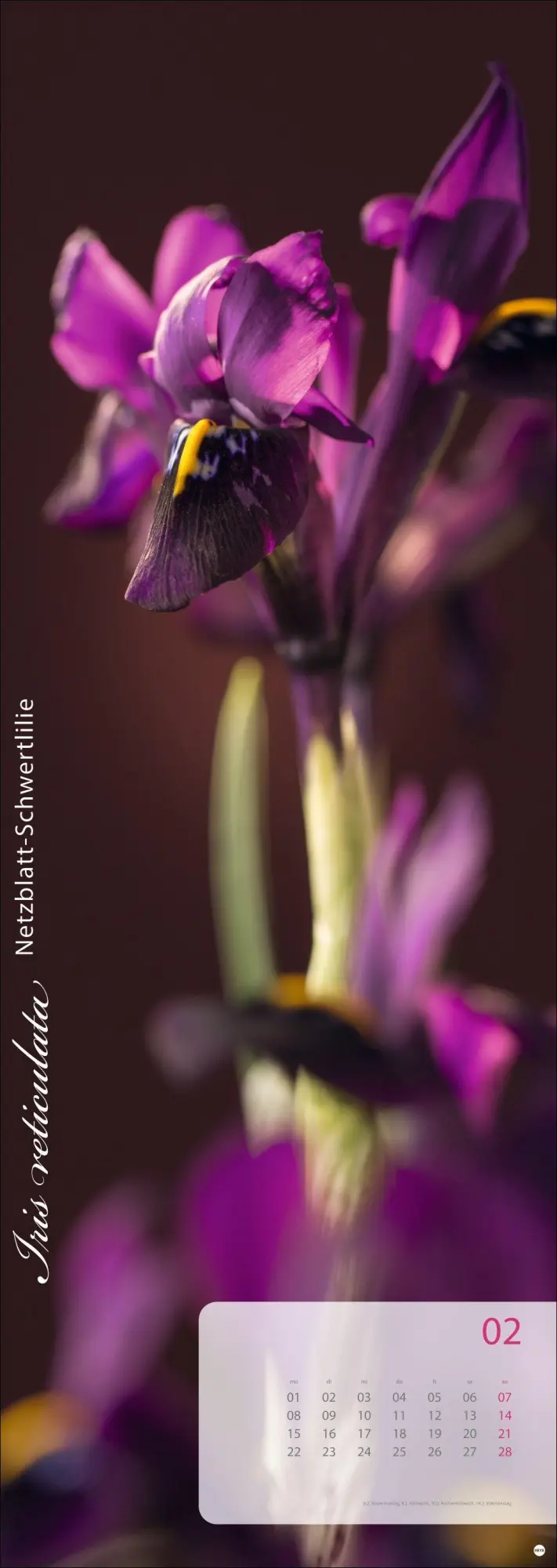 Bild: 9783756415113 | Magic Flowers Vertical Kalender 2027 | Sibylle Pietrek | Kalender