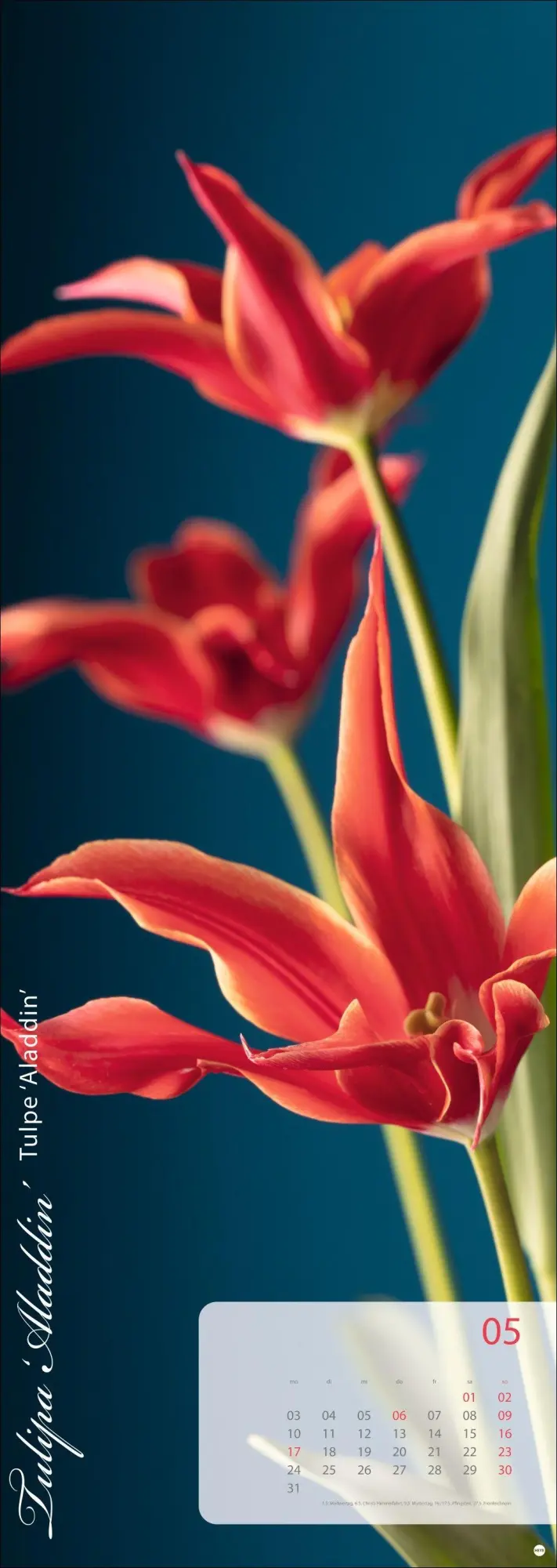 Bild: 9783756415113 | Magic Flowers Vertical Kalender 2027 | Sibylle Pietrek | Kalender