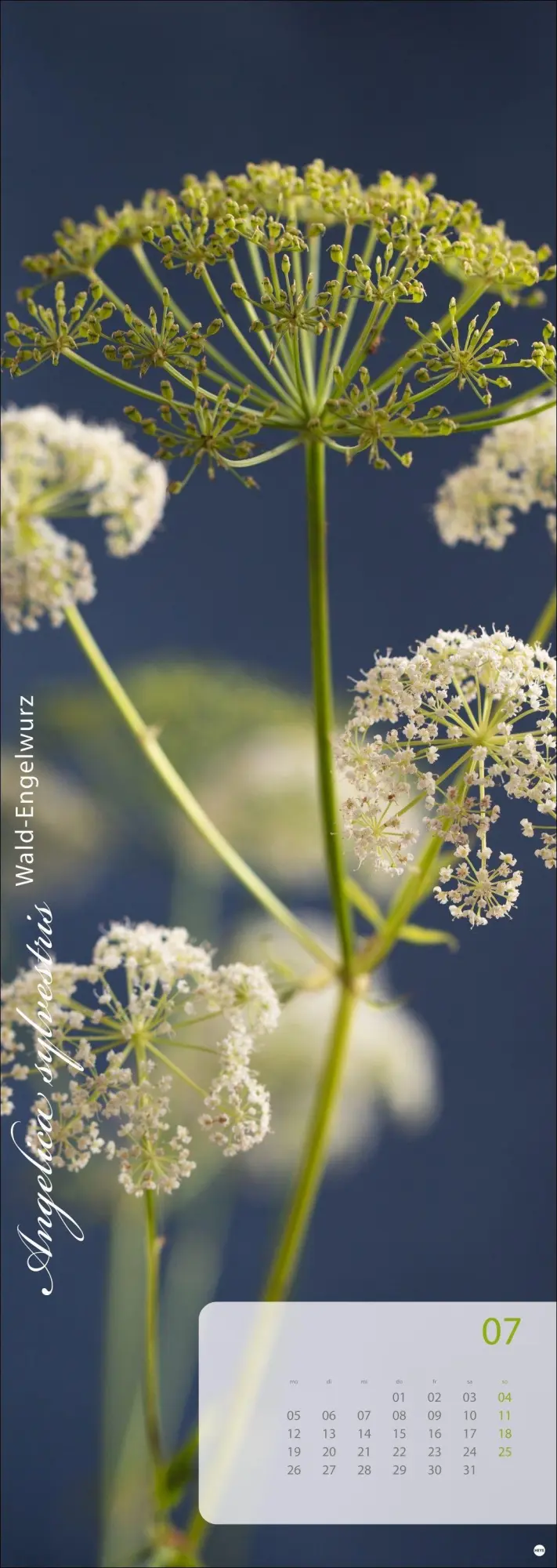 Bild: 9783756415113 | Magic Flowers Vertical Kalender 2027 | Sibylle Pietrek | Kalender