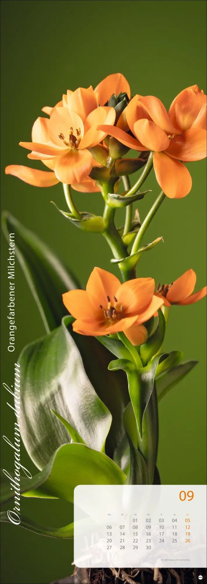 Bild: 9783756415113 | Magic Flowers Vertical Kalender 2027 | Sibylle Pietrek | Kalender